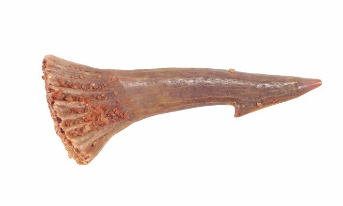 Cretaceous Giant Sawfish (Onchopristis) Rostral Barb #61588